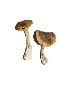 B Magic Mushroom