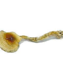 nepal chitwan mushroom