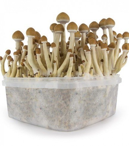 5 ways to buy magic mushrooms